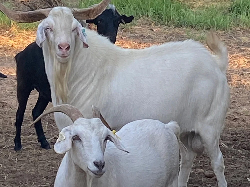 Kiko-Goats