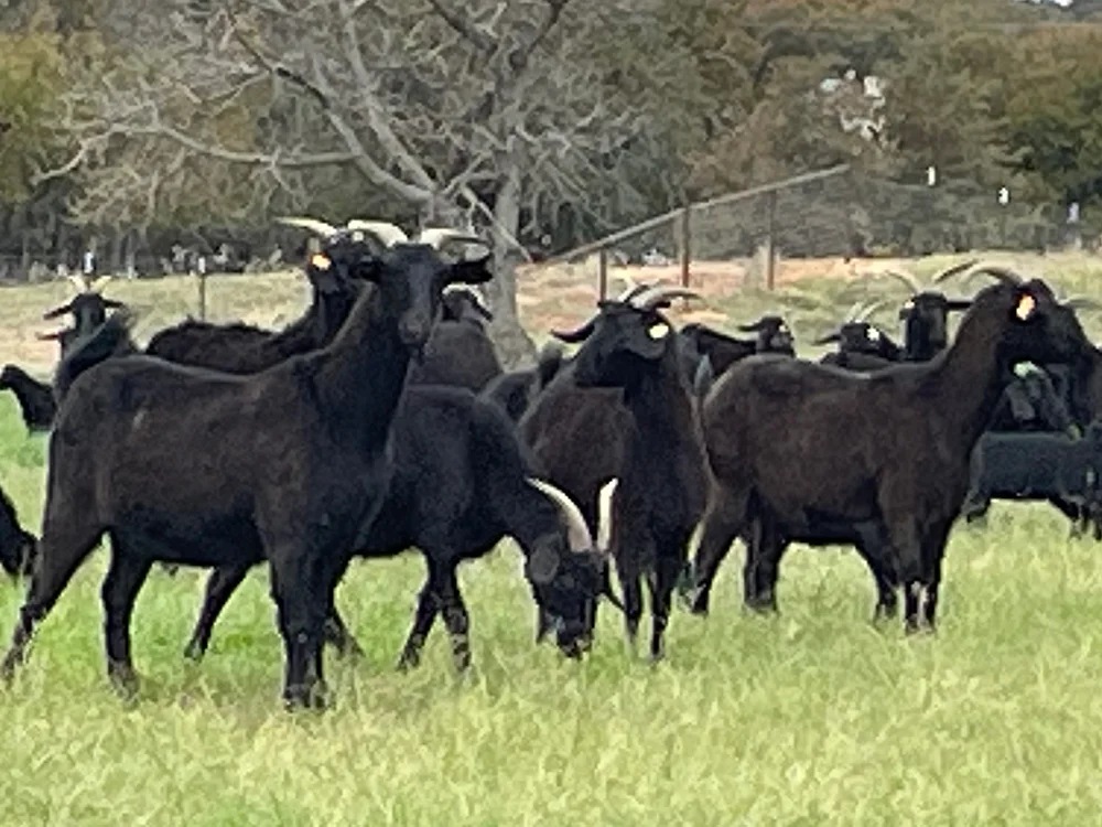 Syfan-Black-Spanish-Goats